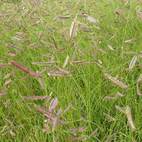 Bakker Boutelou gracieux graminée pot 9cm soleil