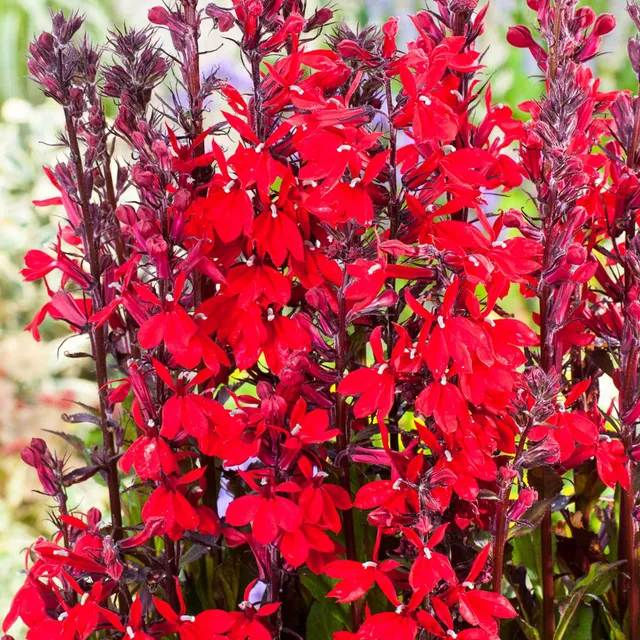 Bakker Lobélie écarlate plante bassin pot 8cm fleur rouge