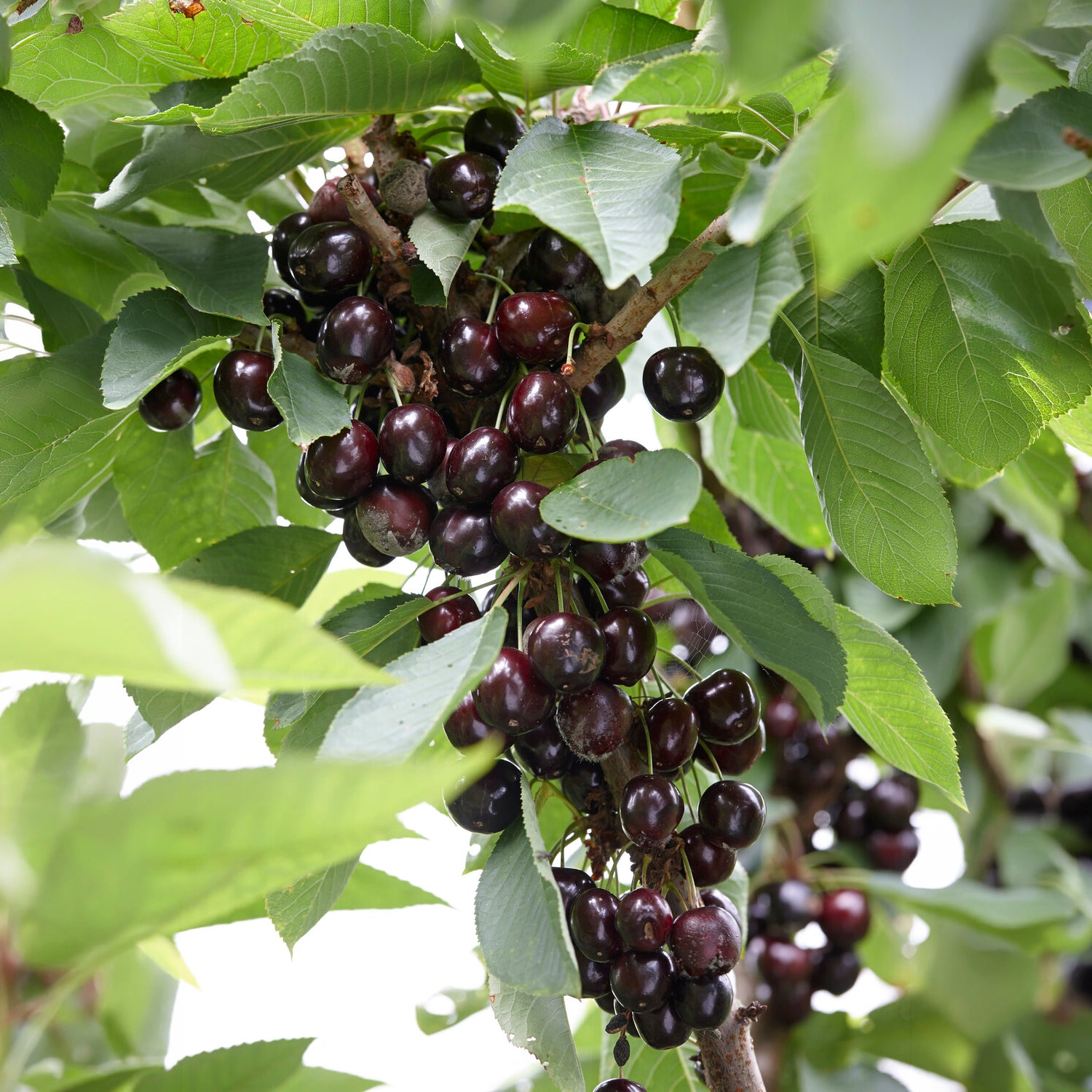 Bakker Fruitiers Cerisier Regina arbre cerise noire pot 5L 70-90cm
