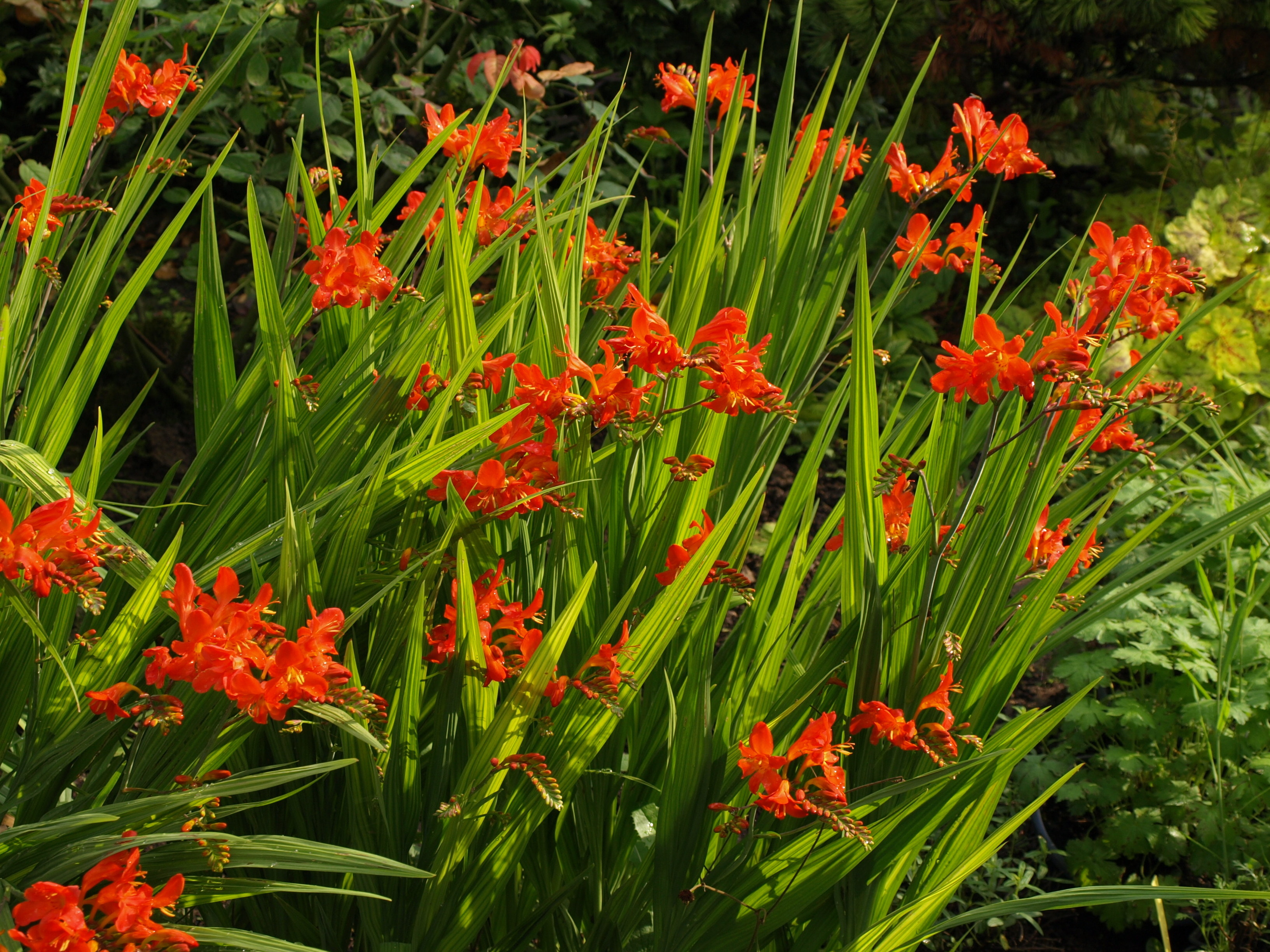 Passion Vivaces Crocosmia Limpopo plante vivace orange rose godet