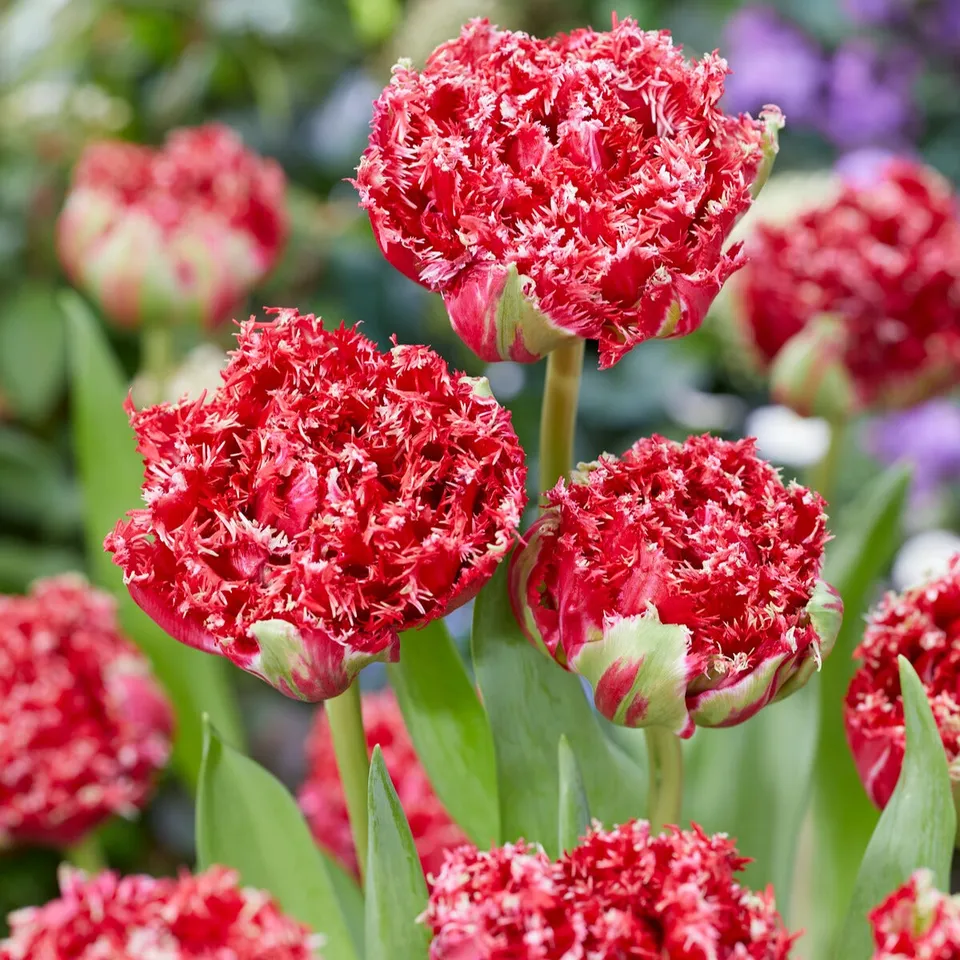 Bakker Tulipes Qatar double dentelée sachet 5 bulbes rouge