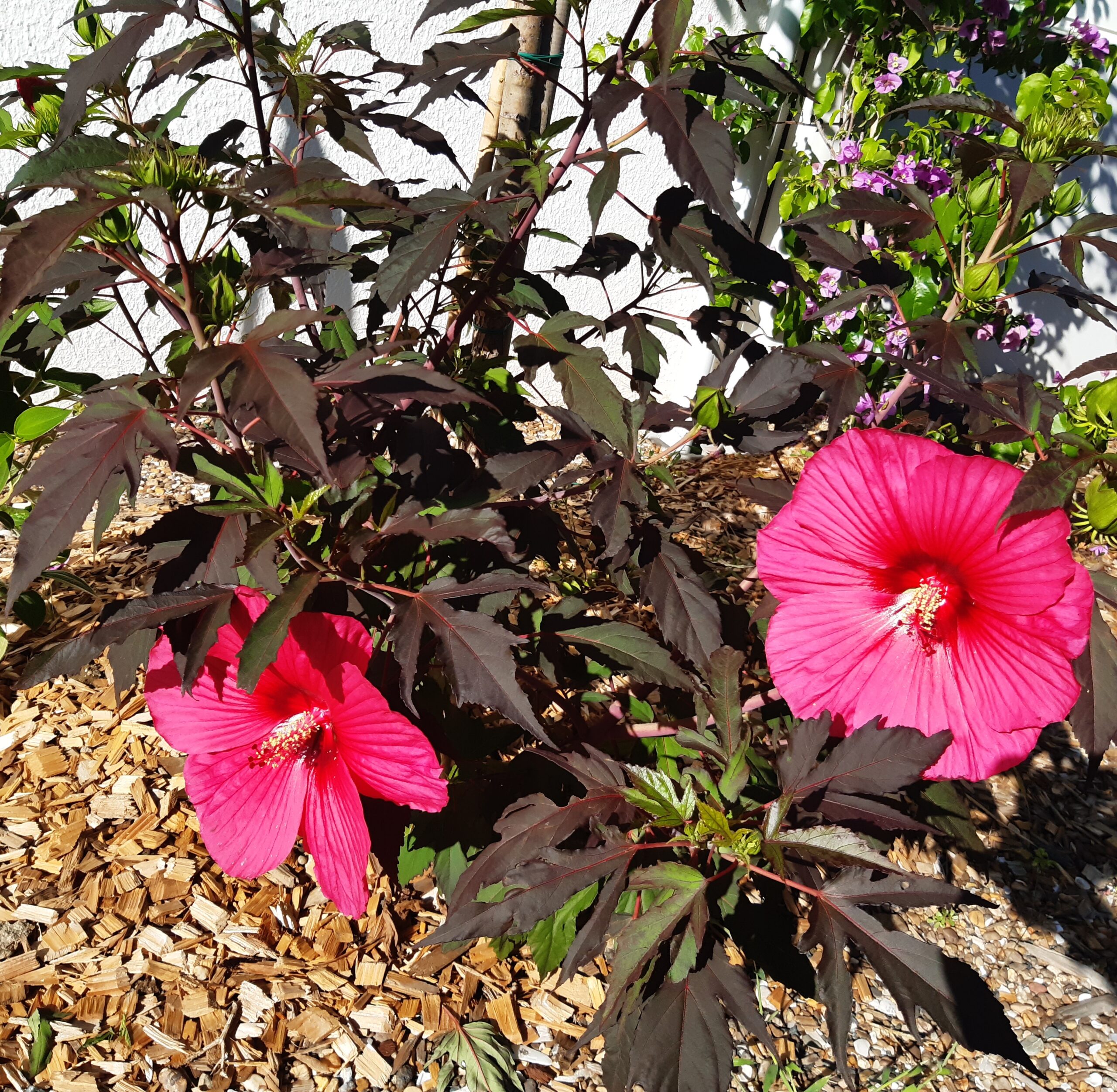 Pépinières Ripoche Hibiscus Carrousel Red Wine arbuste rouge pourpre