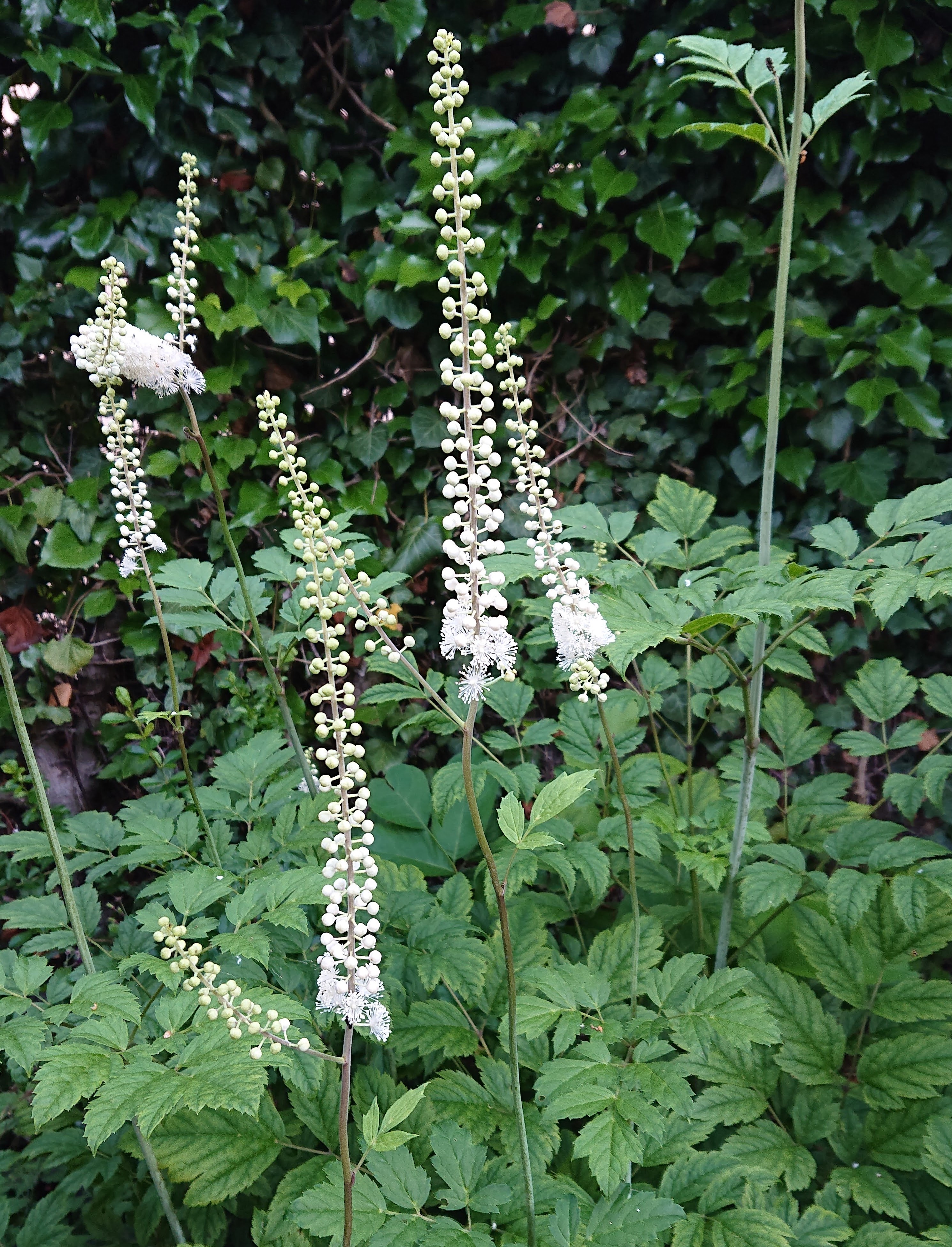Passion Vivaces Actaea dahurica plante vivace godet ombre