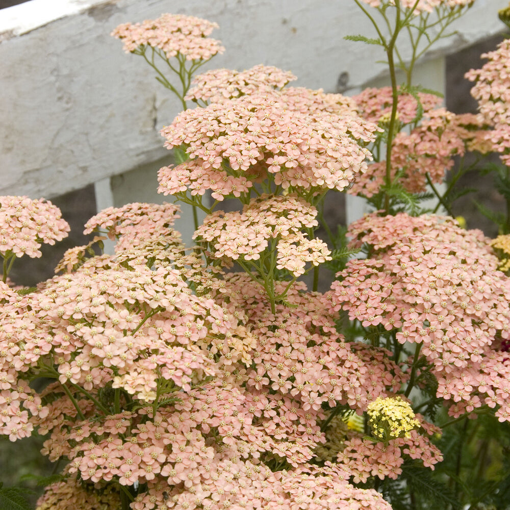 Bakker Achillée Lachsschönheit vivace pot 9cm saumon