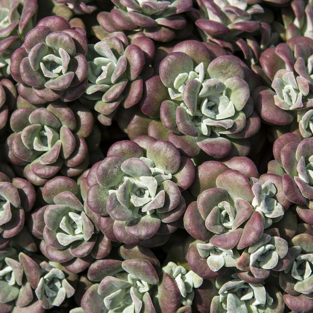 Bakker Plantes vivaces Sedum Purpureum orpin pot 9cm sec