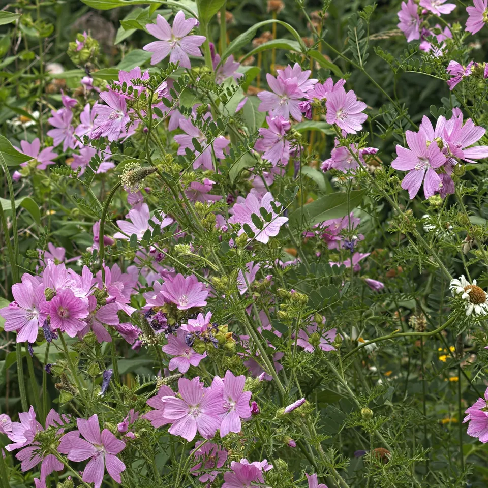 Bakker Mauve musquée Rosea vivace rose pot Ø 9cm