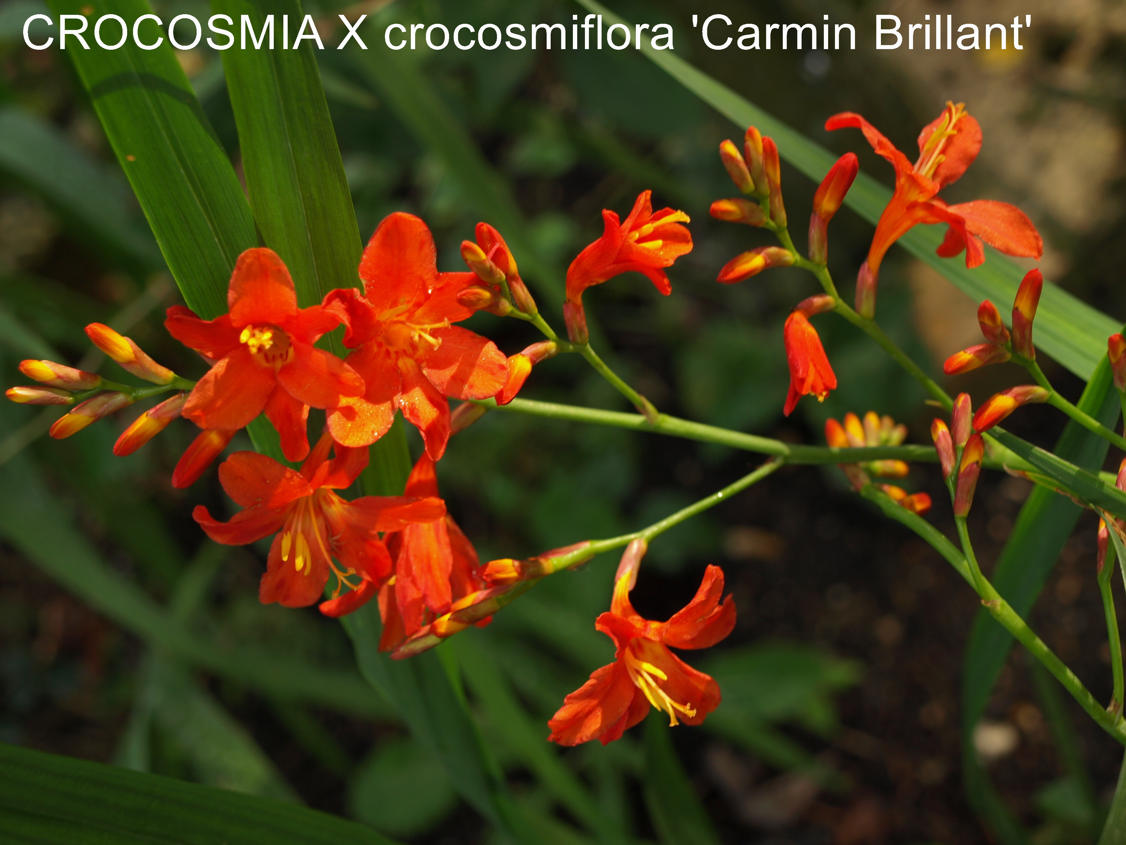 Passion Vivaces Crocosmia Carmin Brillant vivace godet orange