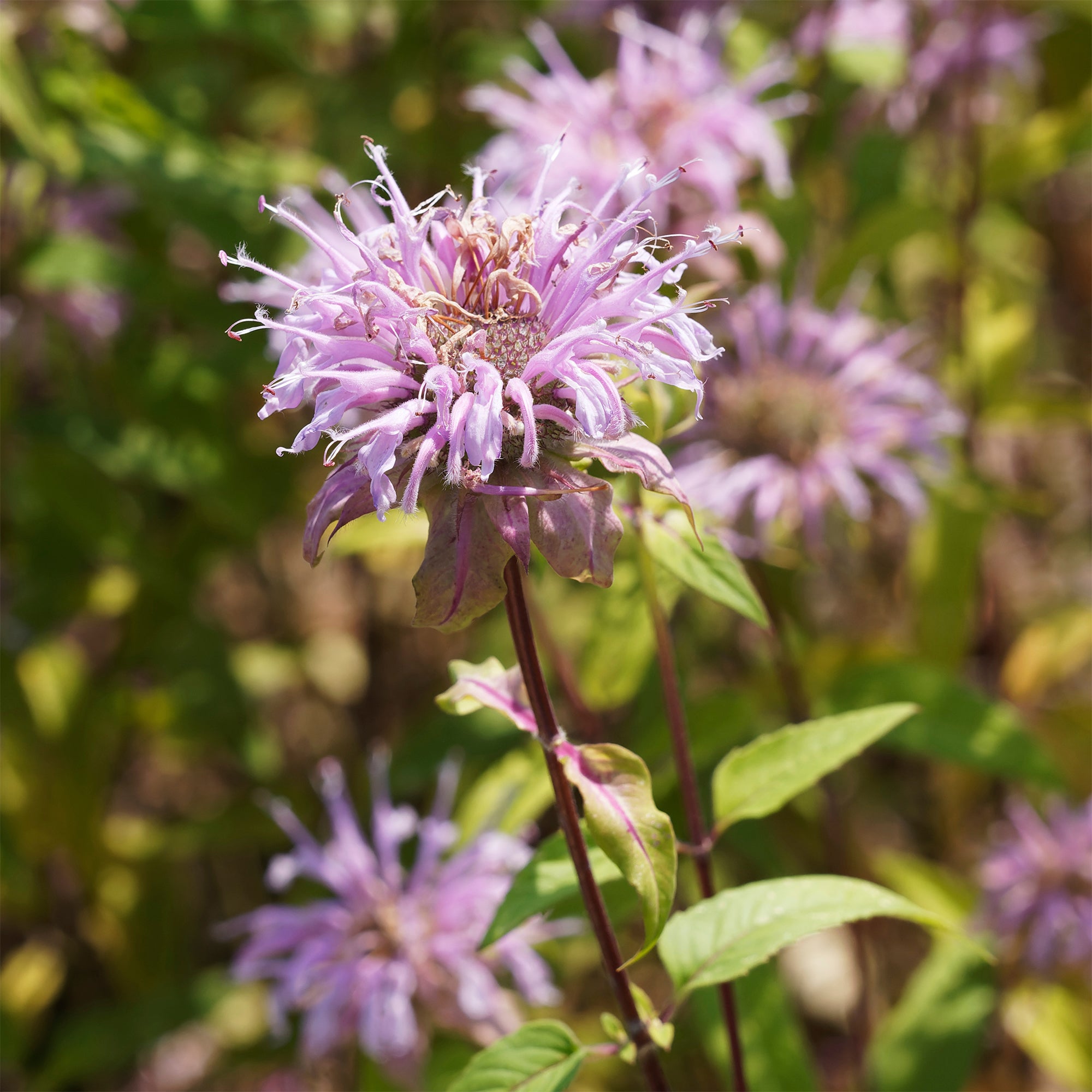 Bakker Monarde bradburiana Bergamote vivace violette pot 9cm