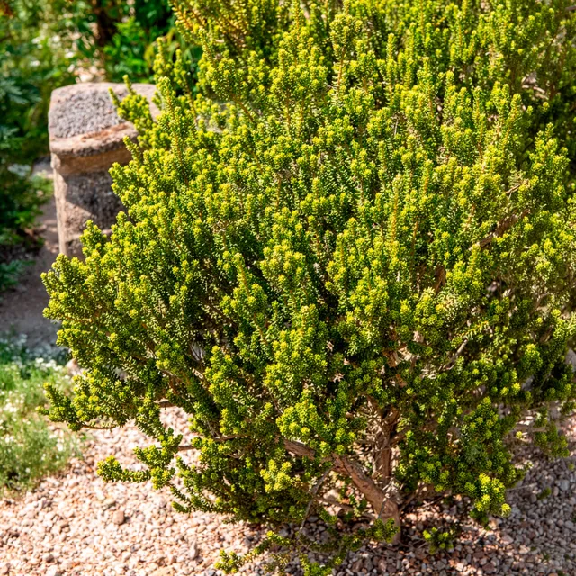 Bakker Nummulariifolia olearia arbuste pot 2L 15-20cm