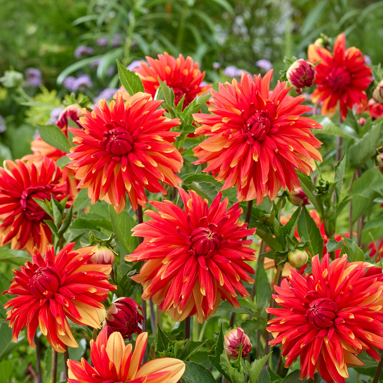 Bakker Bulbes à fleurs Dahlia Japlou bulbe rouge sachet 1