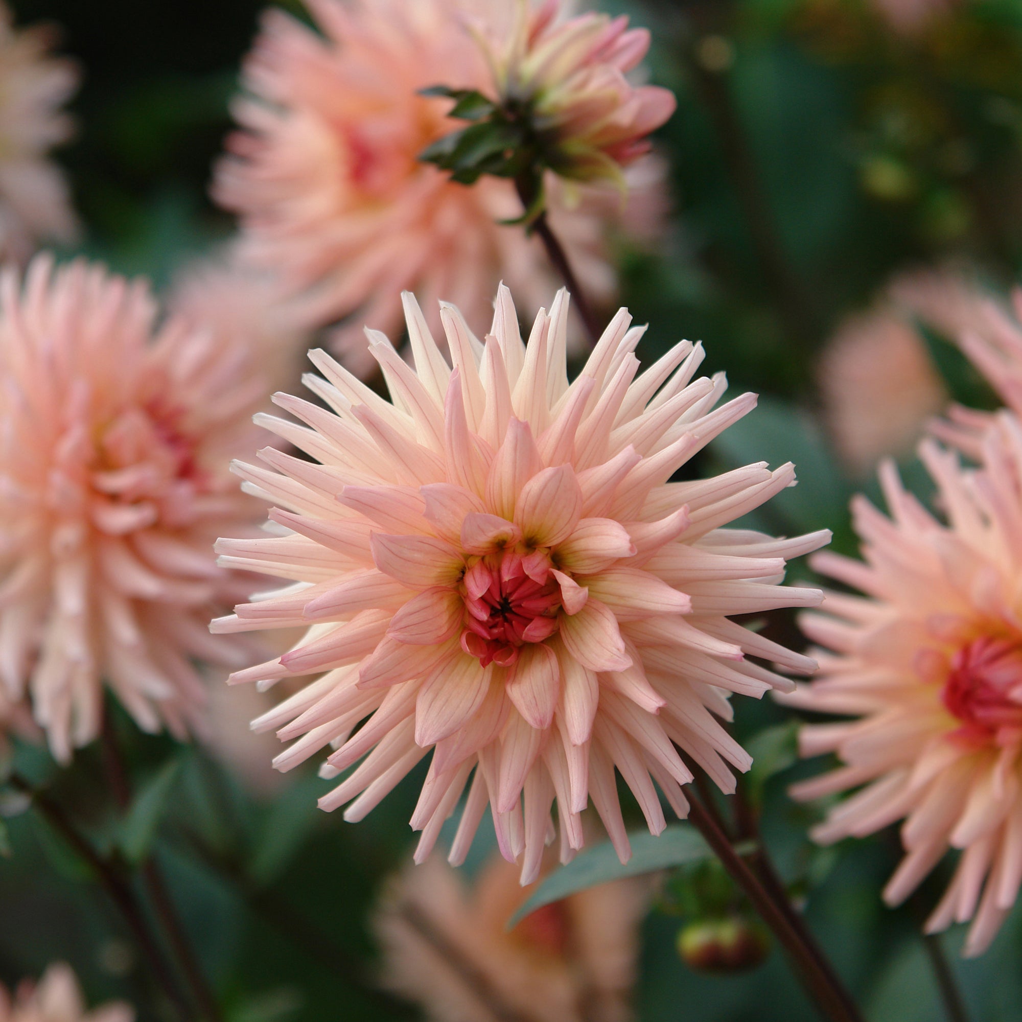 Bakker Dahlia cactus Préférence sachet 1 bulbe saumon