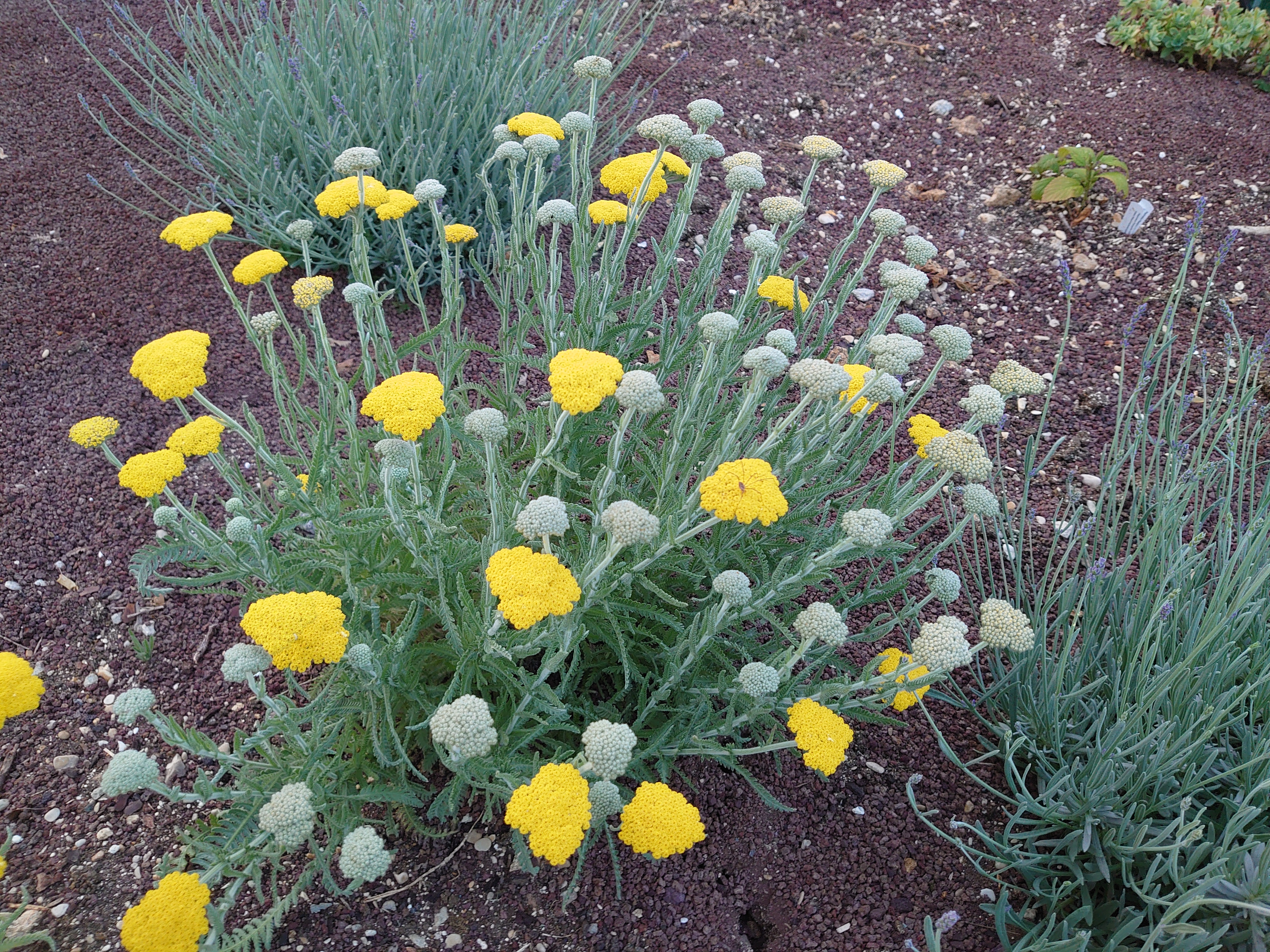 Passion Vivaces Achillea coarctata achillée plante vivace soleil
