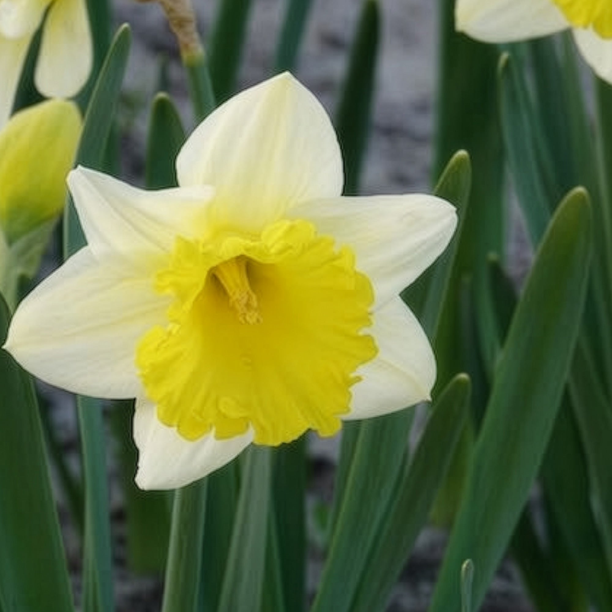 Bakker Goblet narcisse sachet 10 bulbes blanc jaune