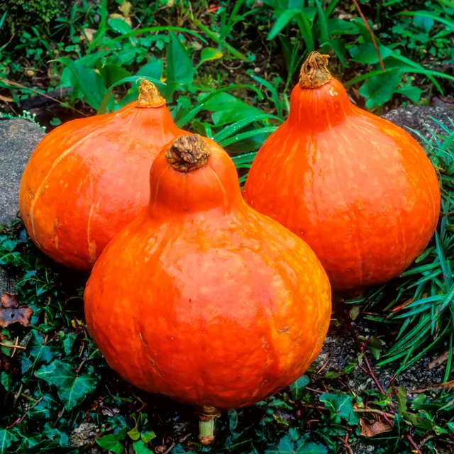 Bakker Potager Potimarron Uchiki Kuri sachet 5g orange