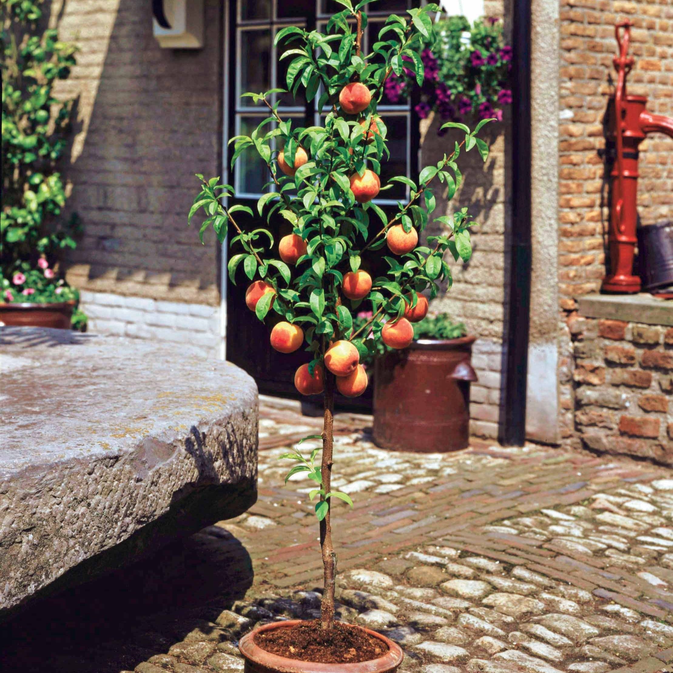 Bakker Fruitiers Mini-pêcher Suncrest motte 40-70cm