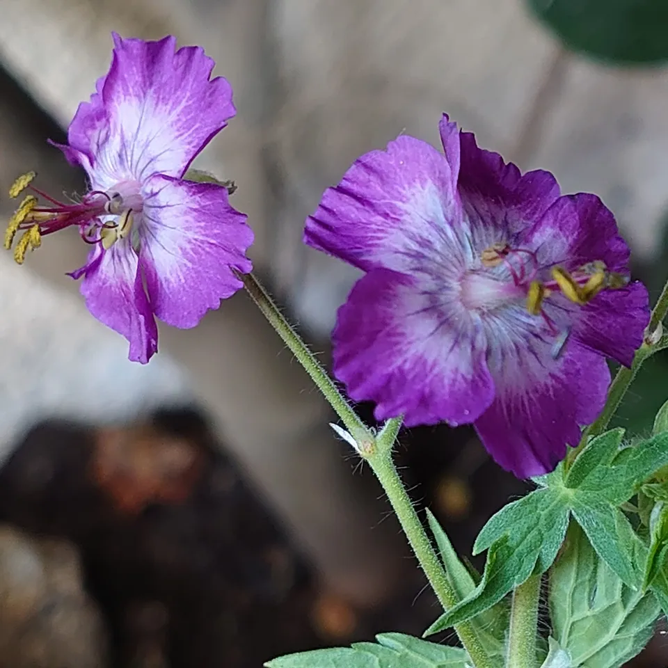 Passion Vivaces Geranium phaeum Calligrapher vivace pot 1 litre mauve
