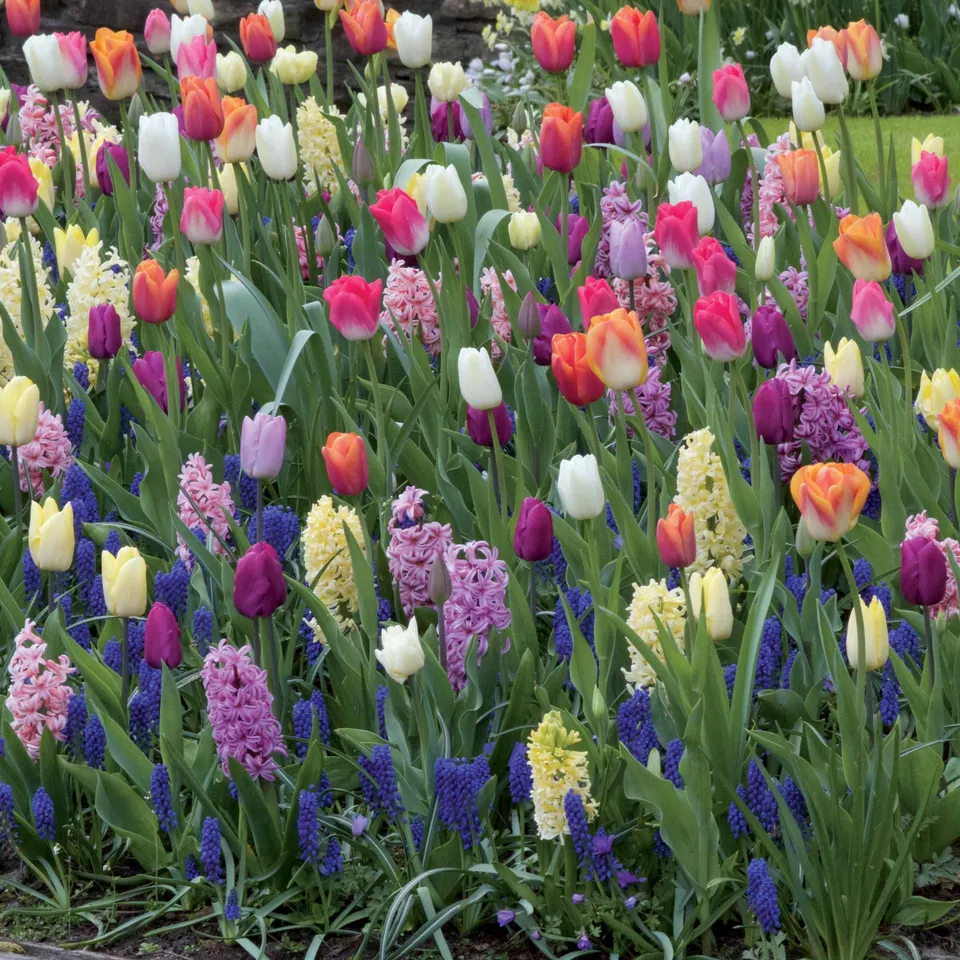 Bakker Bulbes massif multicolore sachet 60 floraison mars-avril
