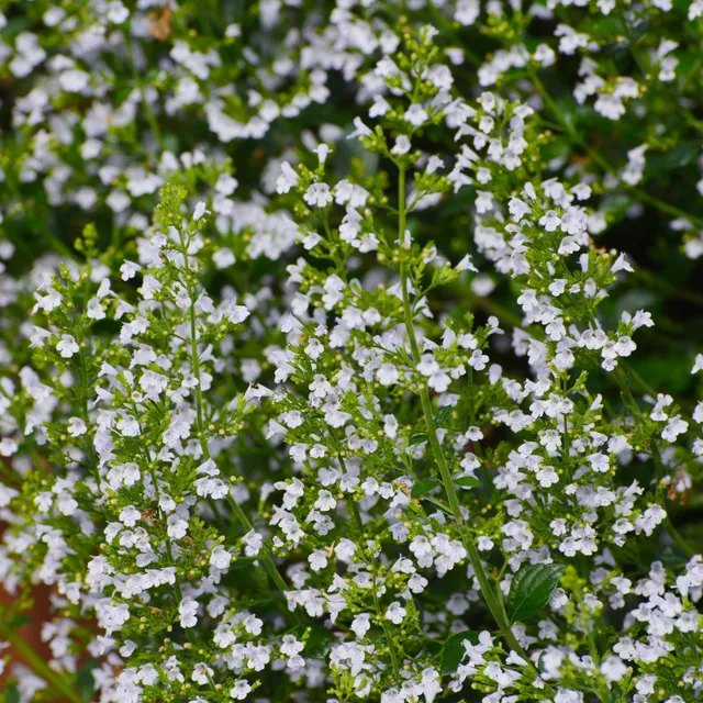 Bakker Petit calament vivace pot 9cm fleurs blanches