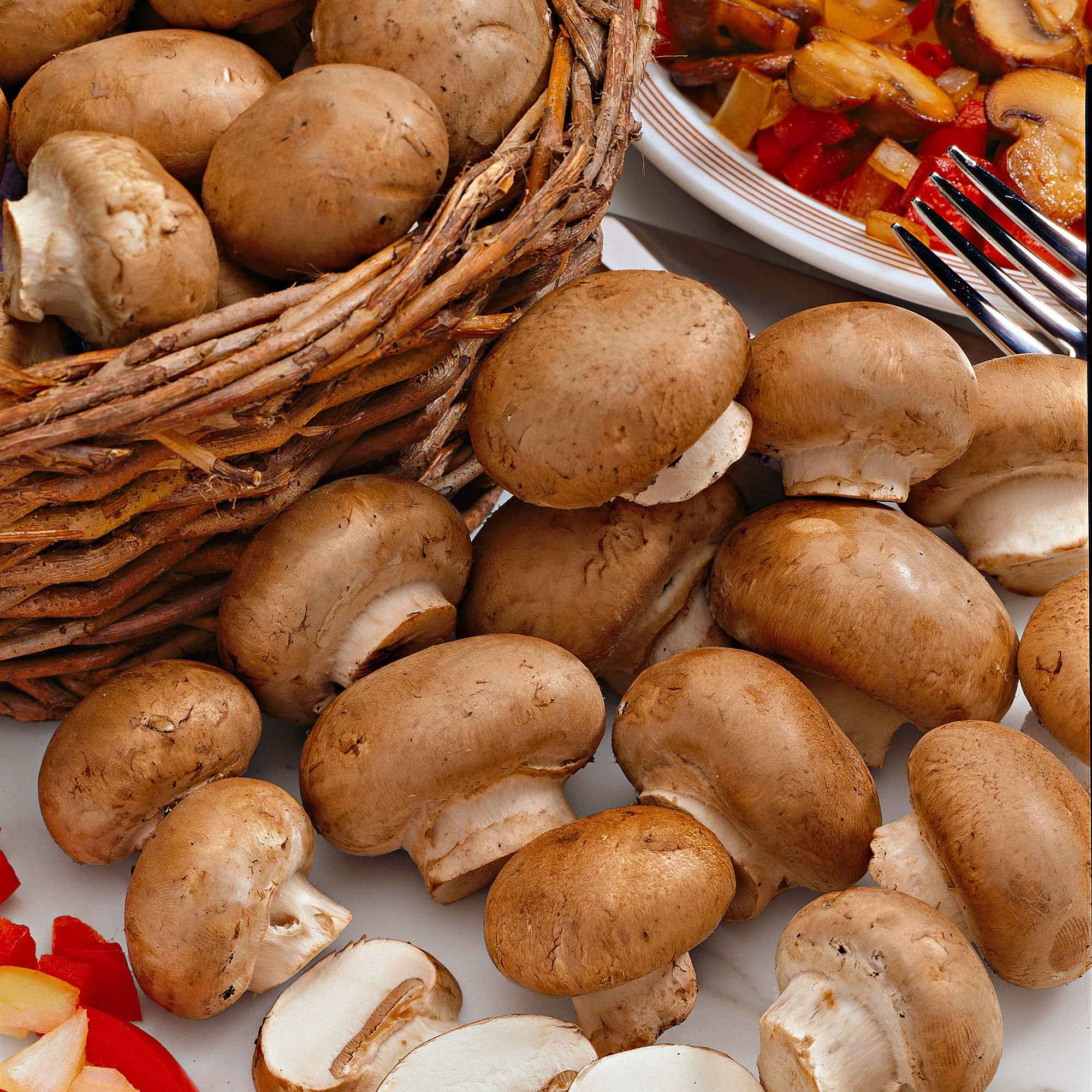 Bakker Kit champignons brun de Paris 7,5 L récolte 3 semaines