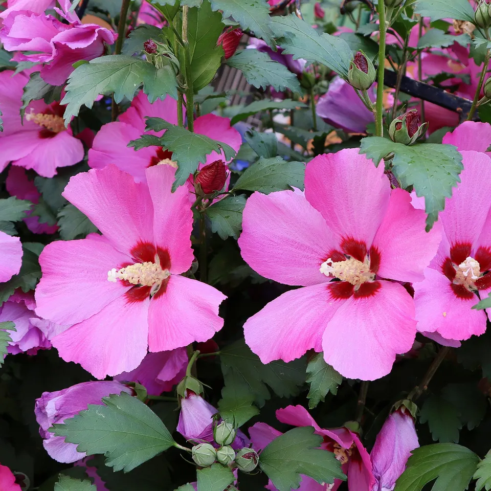 Bakker Flower Tower Ruby Hibiscus arbuste pot 9cm