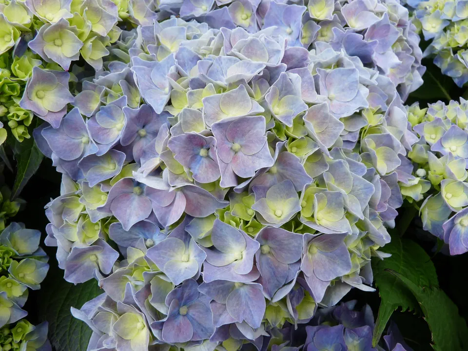 Les Hortensias du Haut Bois Miss Hepburn hortensia macrophylla rondes godet