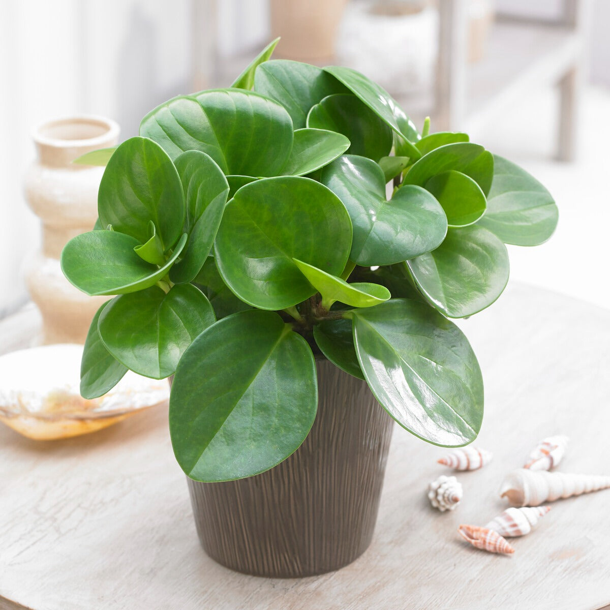 Bakker Peperomia Green plante verte pot 9cm 20-25cm