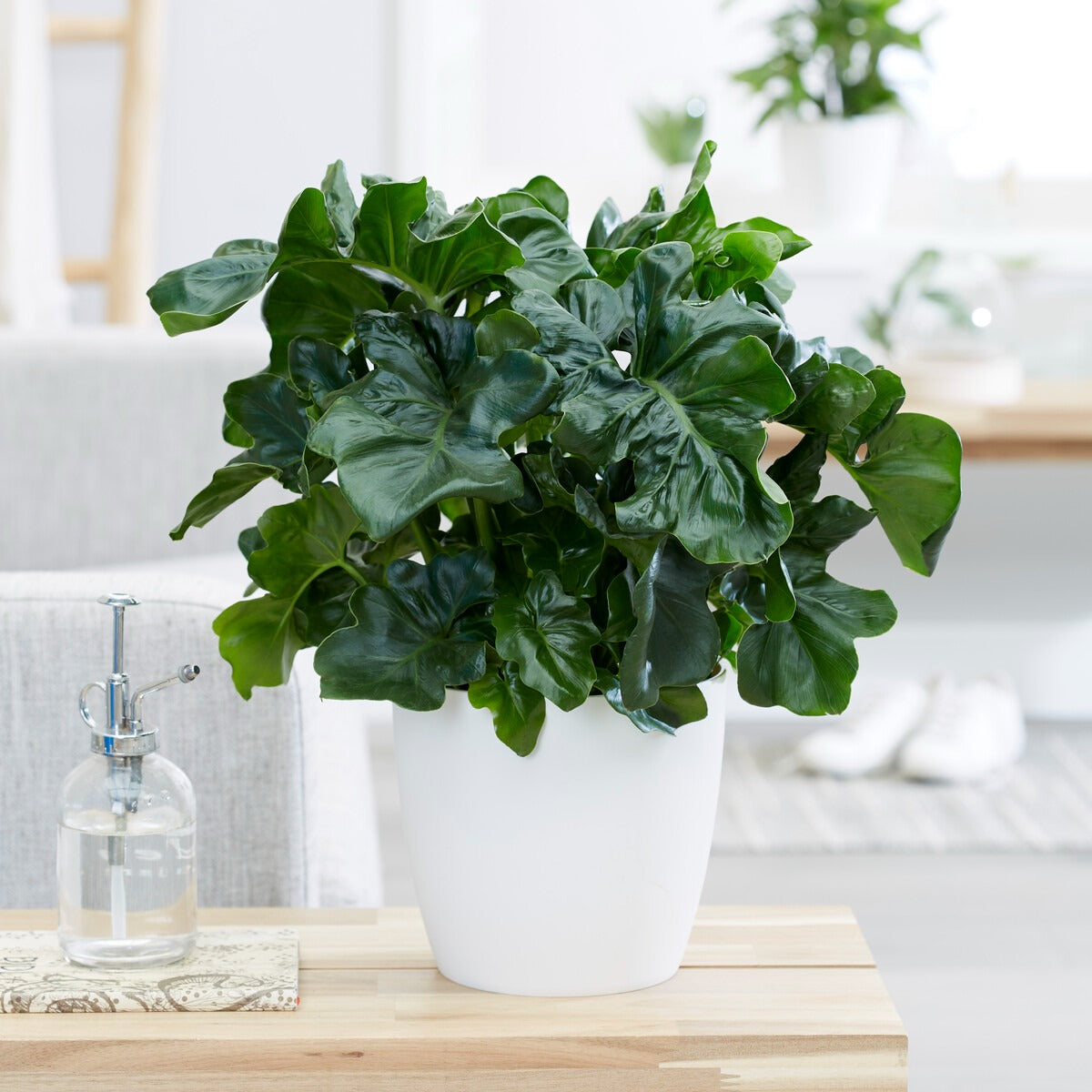 Bakker Monstera Atom plante d’intérieur pot 12cm compacte