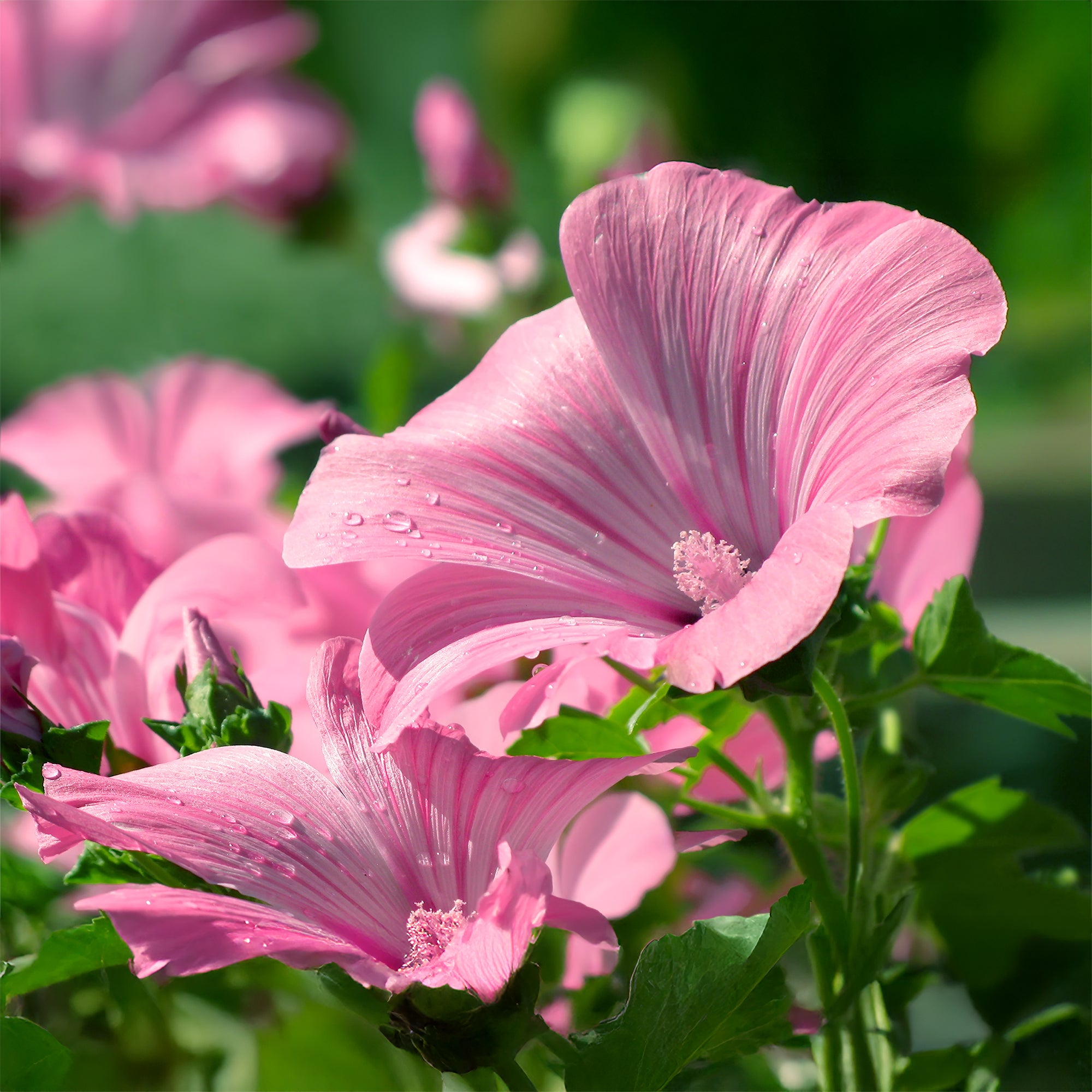 Bakker Lavatère arbuste rose 2 pots Ø 9 cm floraison longue