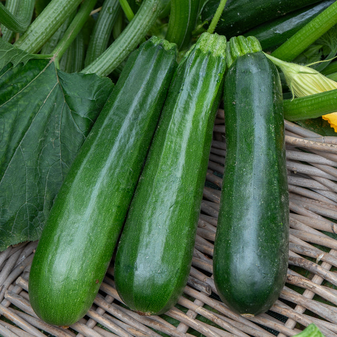 Bakker Potager Courgette Maraîchers Bio graines sachet 2g verte