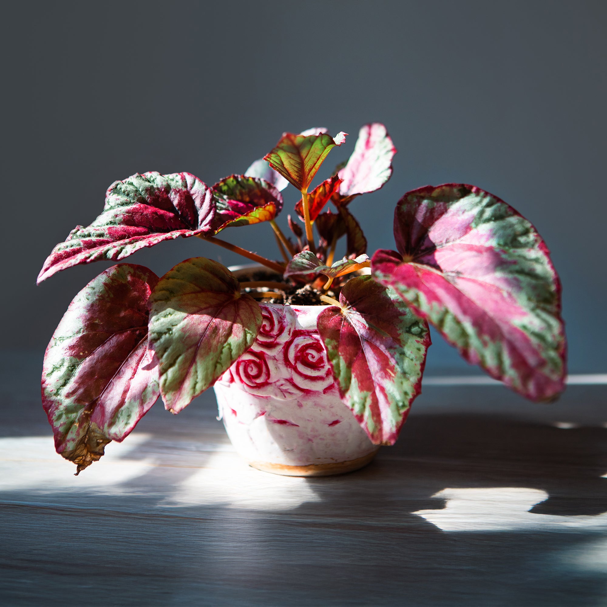 Bakker Begonia 'Maui Sunset' plante d'intérieur pot Ø 12 cm rose argent