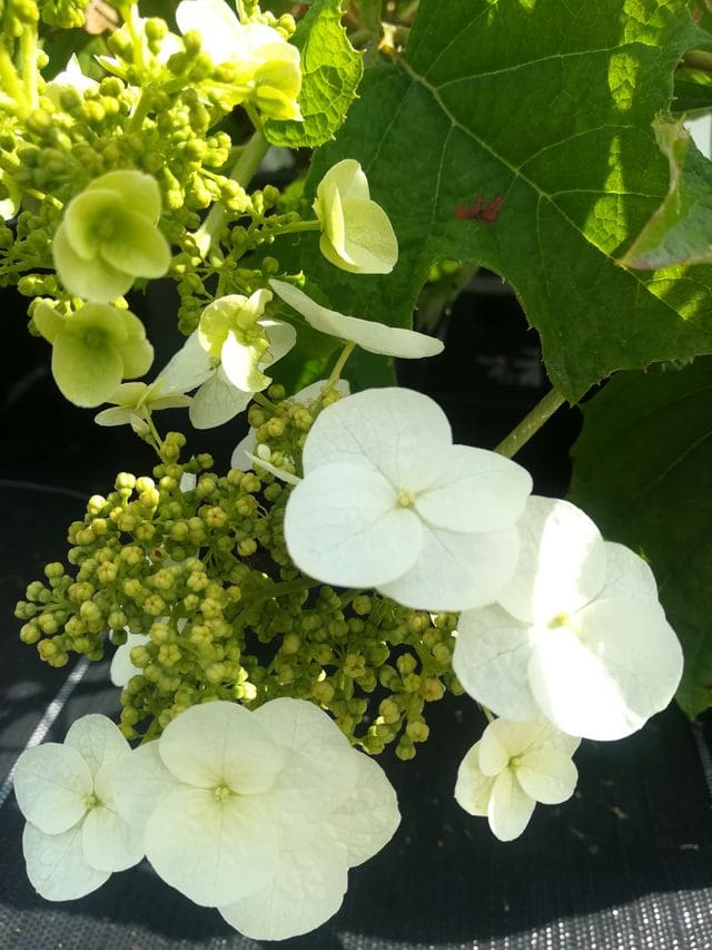 Les Hortensias du Haut Bois Quercifolia type hortensia feuilles chêne
