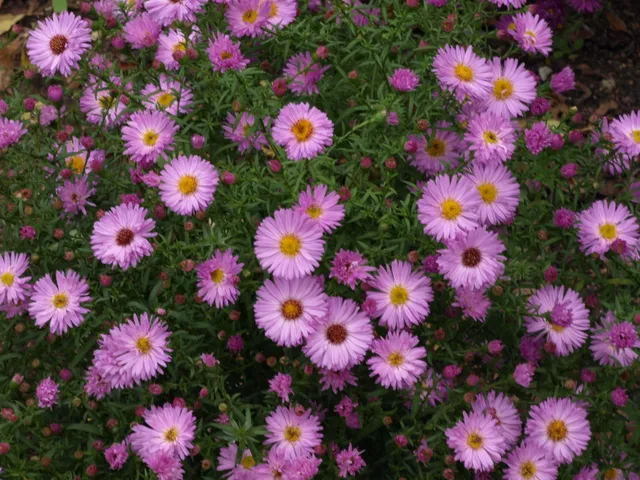 Passion Vivaces Aster dumosus Ilse Bremsel plante vivace godet rose