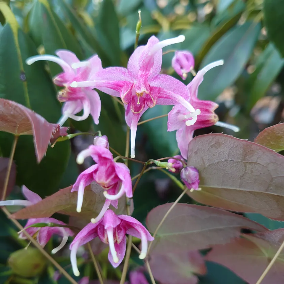 Passion Vivaces Epimedium Pretty in Pink fleur rose godet