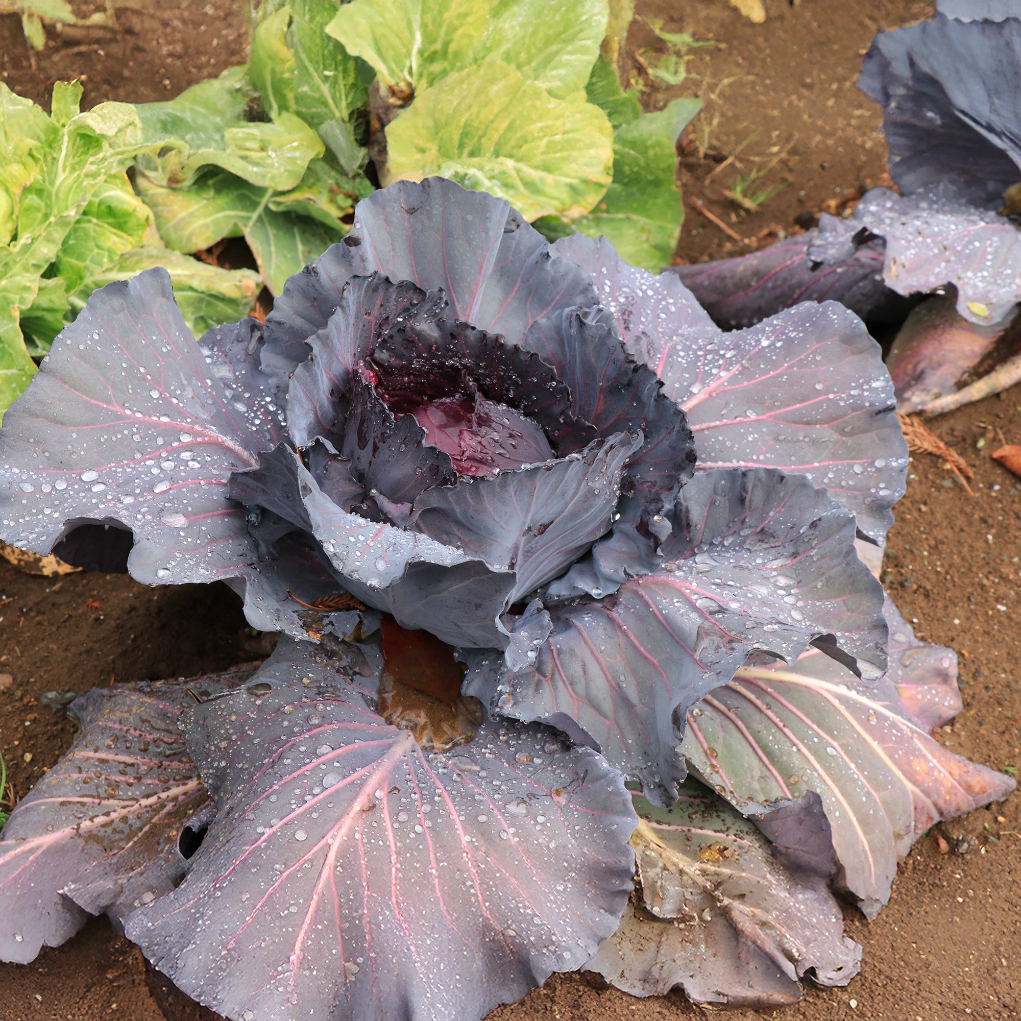 Bakker Chou rouge Fuego F1 plants 6 mottes pomme ferme