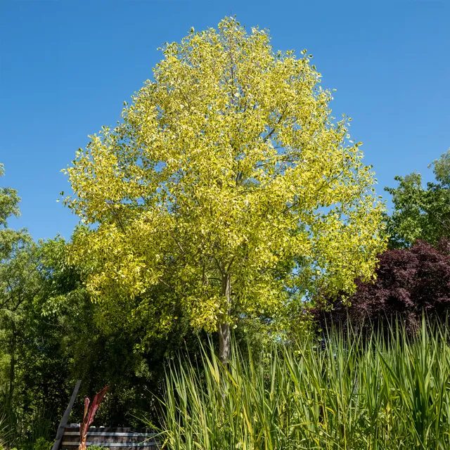Bakker Tulipier de Virginie panaché arbre pot 4.5L feuillage doré