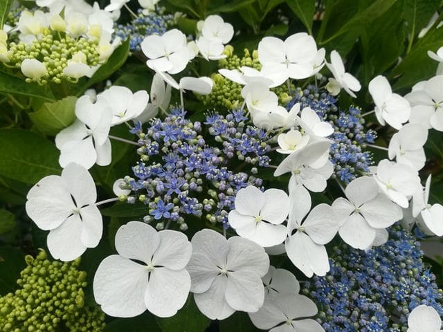 Les Hortensias du Haut Bois Libelle hortensia fleurs plates godet