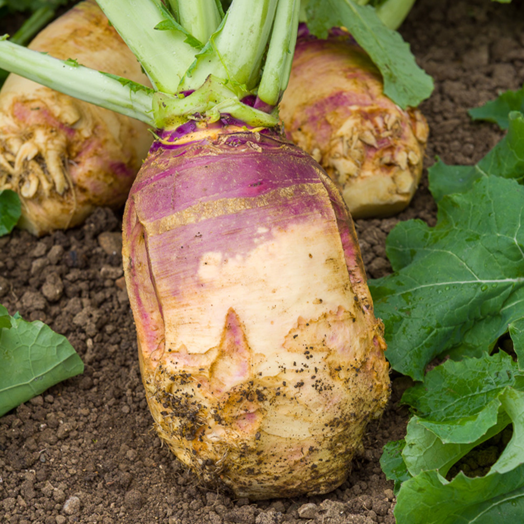 Bakker Chou rutabaga Champion graine sachet 5g jaune