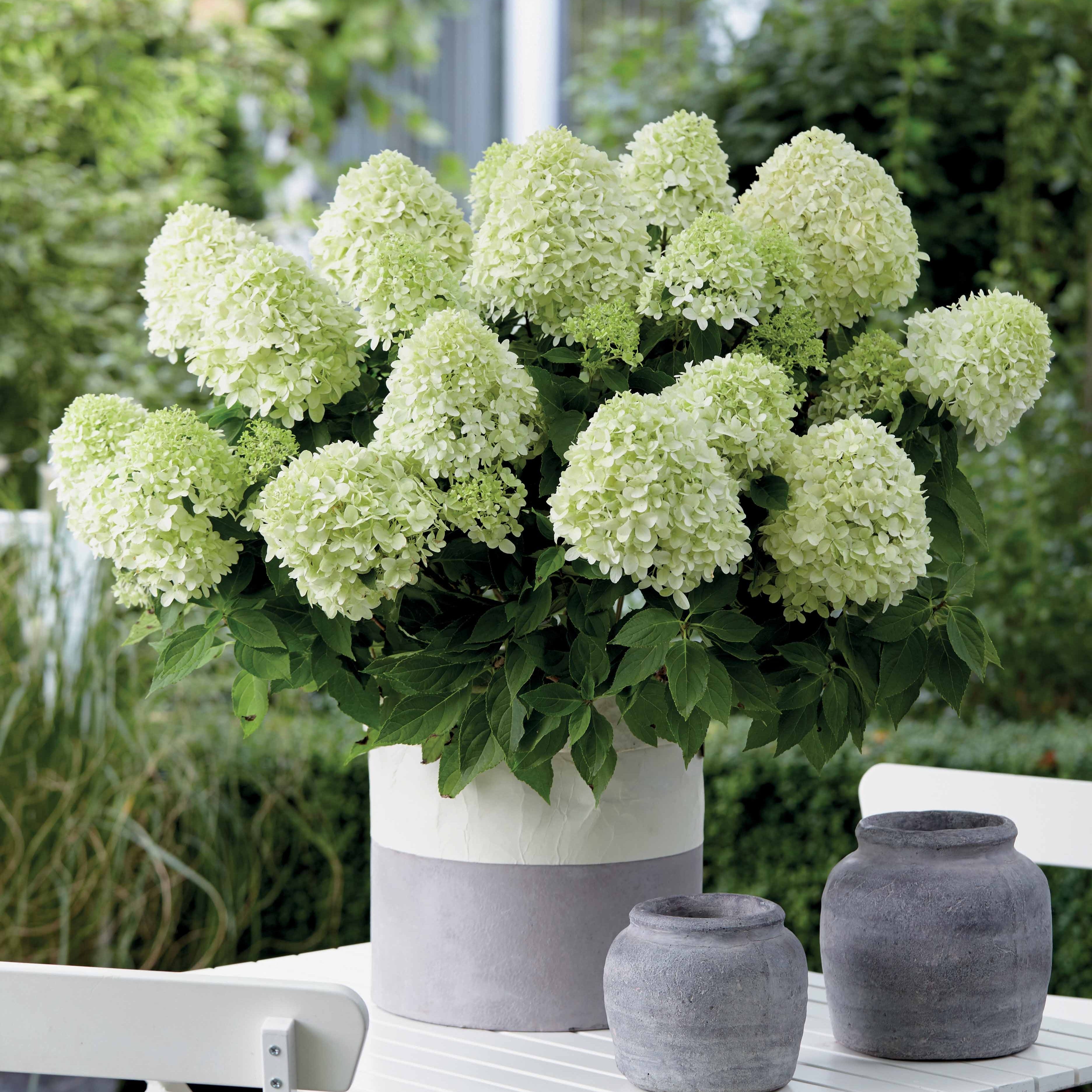 Bakker Little Spooky hortensia paniculé pot Ø12 cm blanc nain