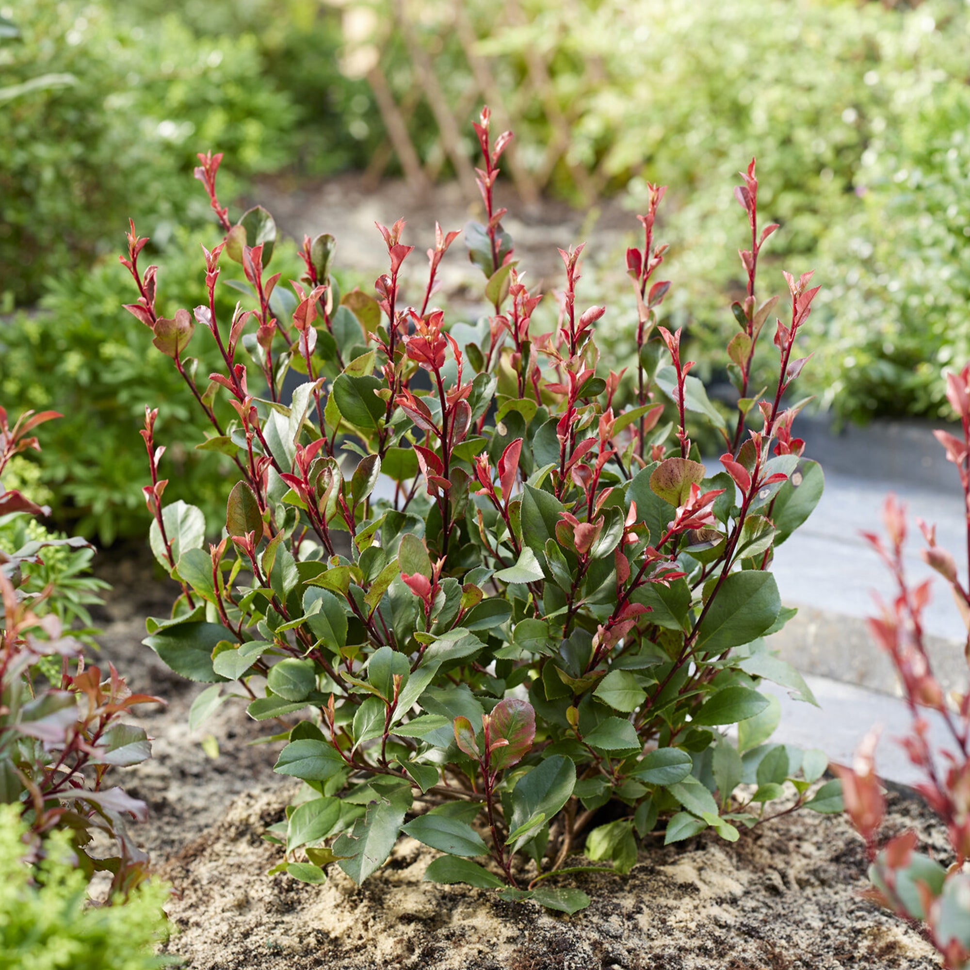 Bakker Arbustes Photinia Little Red Robin godet 9cm rouge