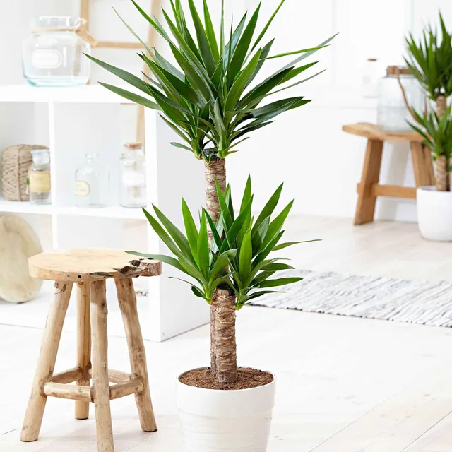 Bakker Plantes d'intérieur Yucca elephantipes XL 2 troncs pot 17cm