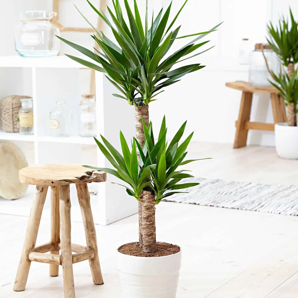 Bakker Plantes d'intérieur Yucca elephantipes XL 2 troncs pot 17cm