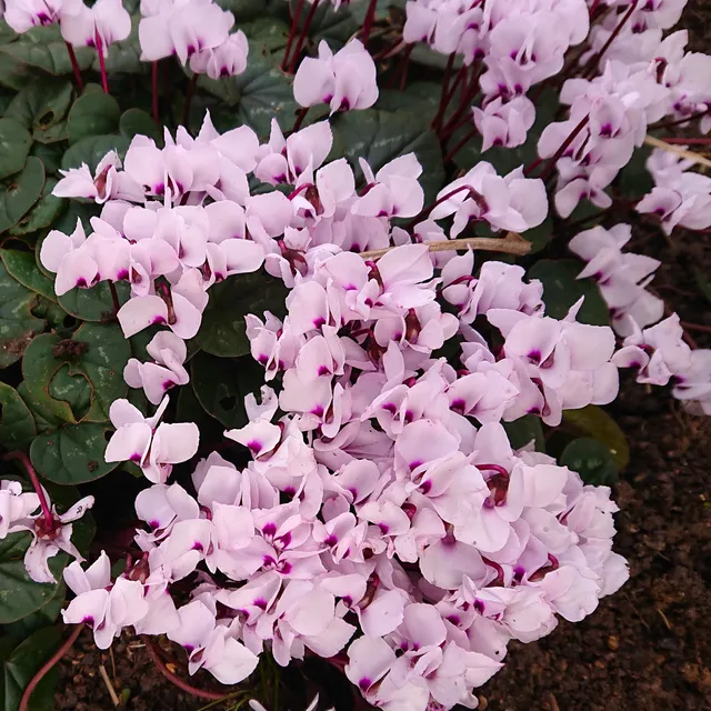 Passion Vivaces Cyclamen coum Rosea vivace rose hiver