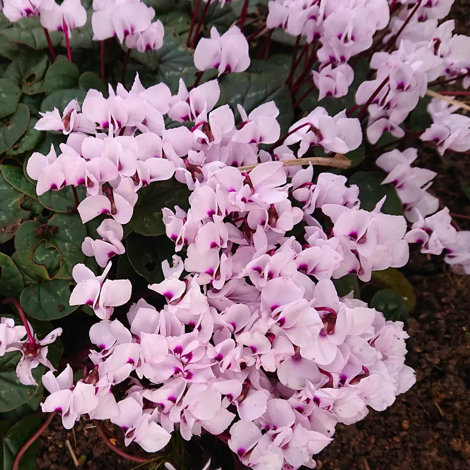 Passion Vivaces Cyclamen coum Rosea vivace rose hiver