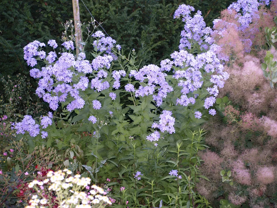 Passion Vivaces Campanula Prichard’s Variety campanule godet bleue