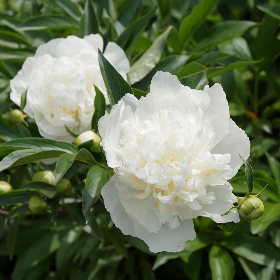 Bakker Pivoine Duchesse de Nemours plante vivace pot Ø 11cm blanche