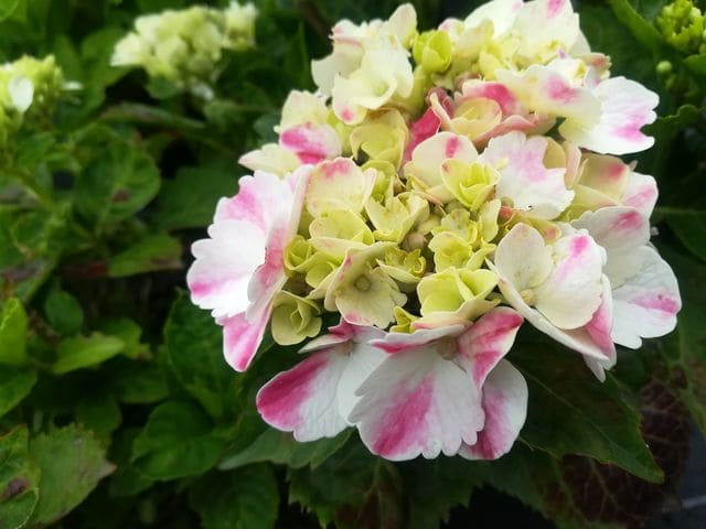 Les Hortensias du Haut Bois Marie Louise Dussine hortensia boule fleurs rondes