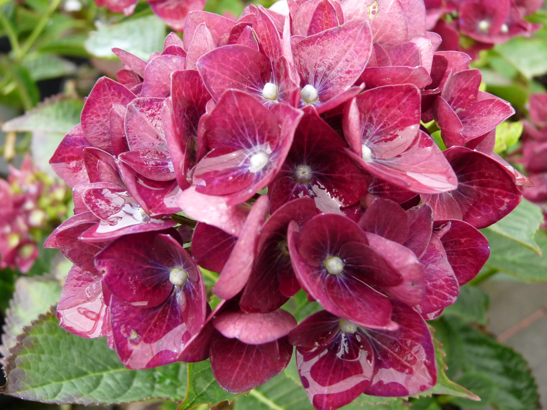 Les Hortensias du Haut Bois Green Shadow hortensia boules vertes