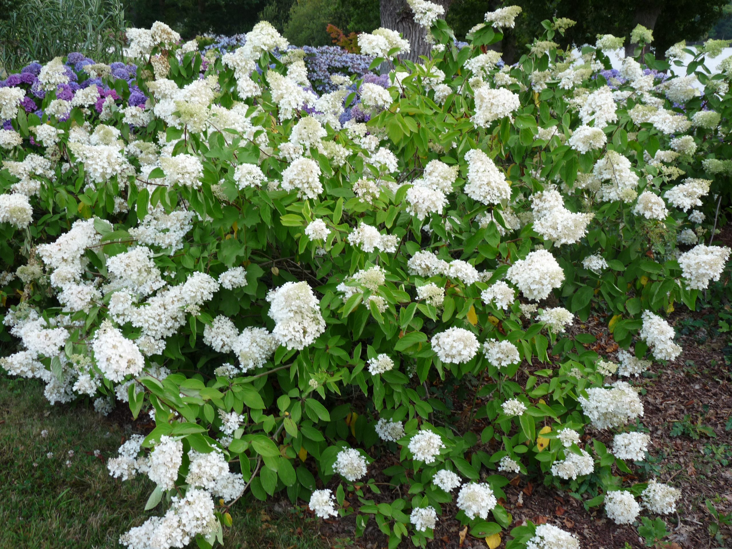 Les Hortensias du Haut Bois Grandiflora hortensia paniculata godet