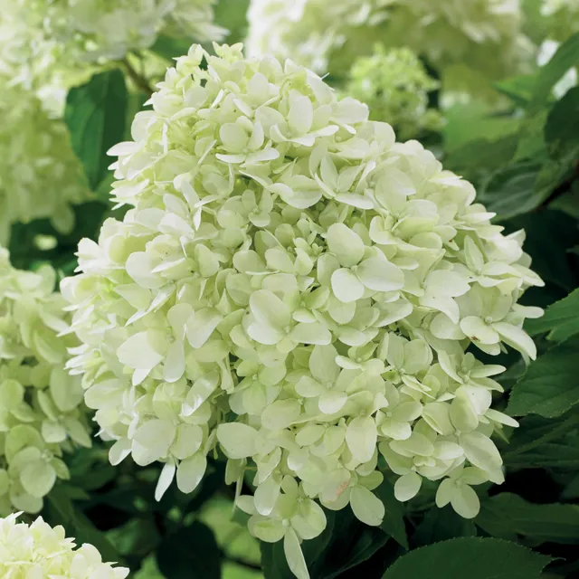 Bakker Little Spooky hortensia paniculé pot Ø12 cm blanc nain