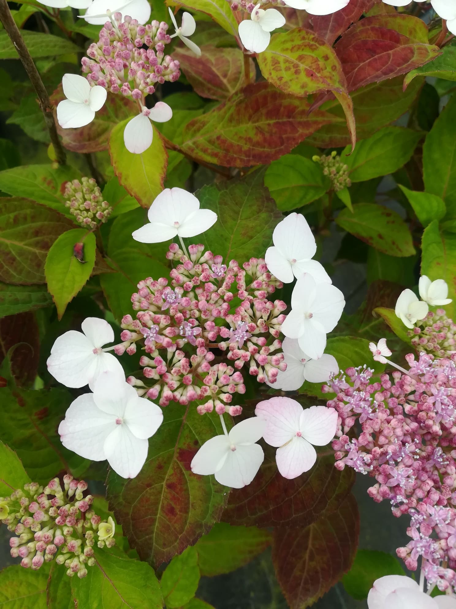 Les Hortensias du Haut Bois Beni Yama hortensia serrata godet